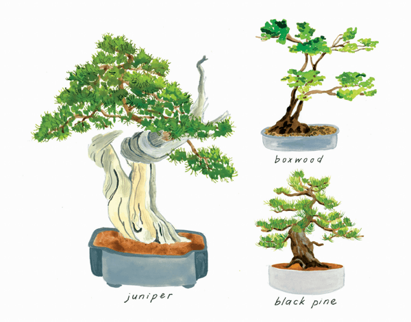 Lovely Bonsai